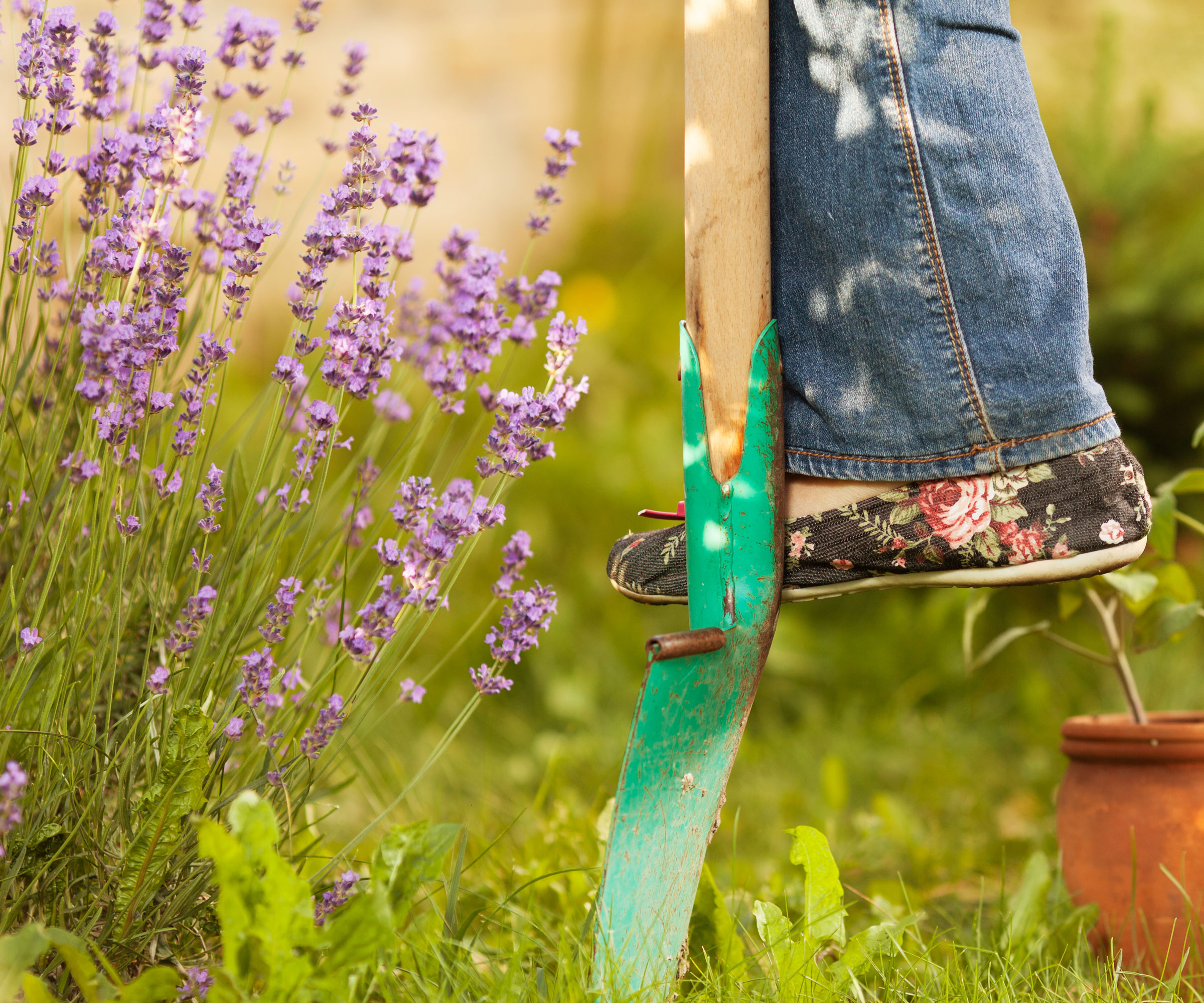 digging near lavender with purple flowers