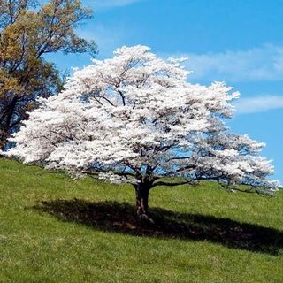 White dogwood tree