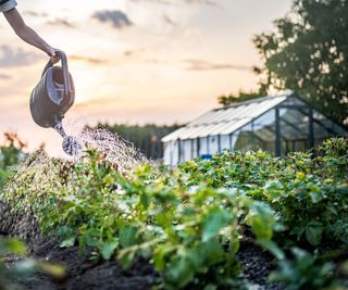 watering vegetable patch at dusk