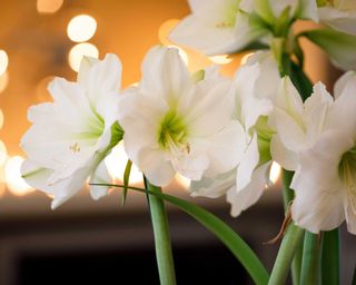 White amaryllis flowers in close-up, with twinkling lights in soft focus in the background