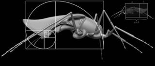 The Golden Ratio in action