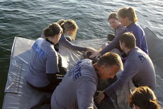 Release of Edna the Dolphin