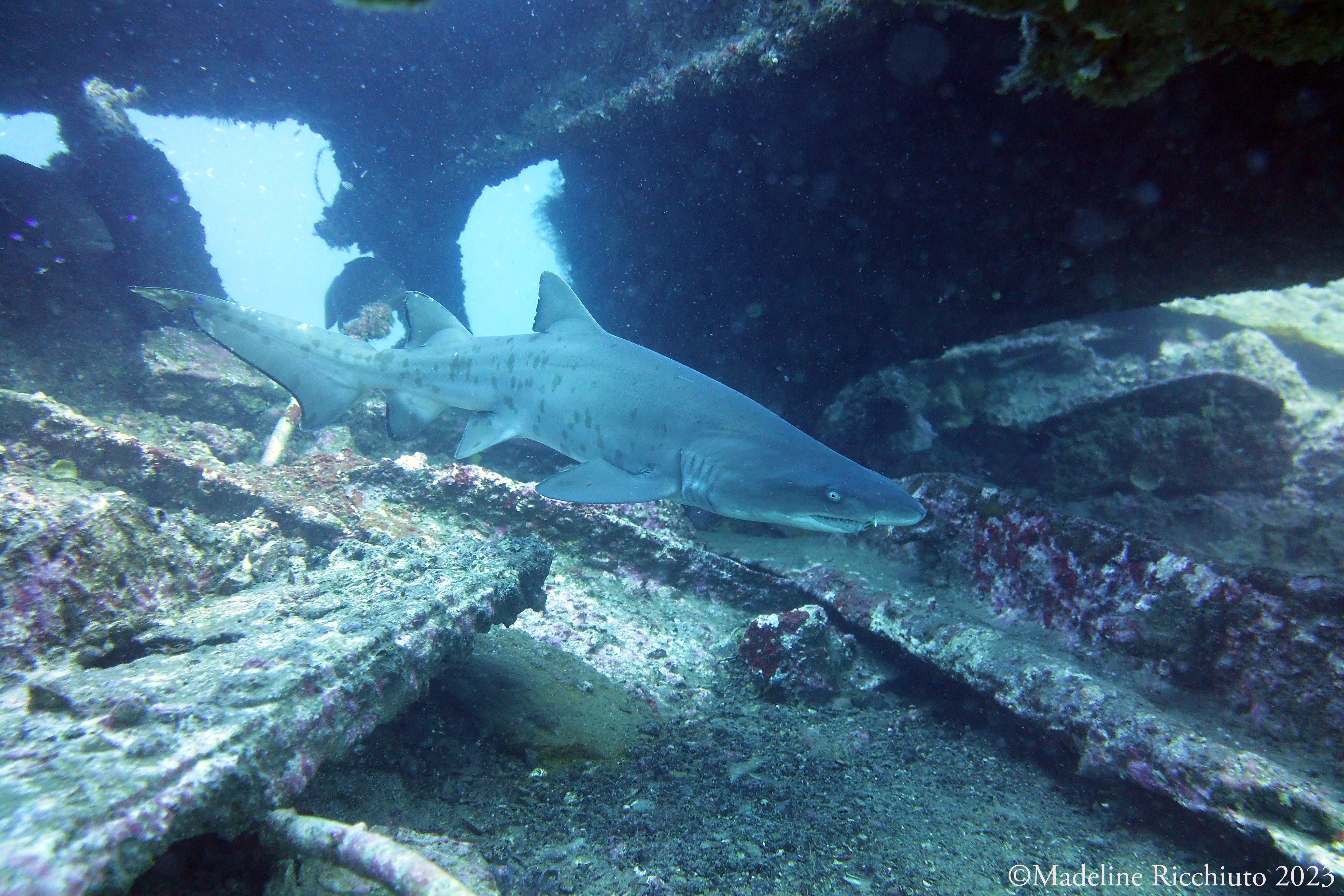 Juvenile Sand Tiger Shark on the wreck of the Carib Sea off the coast of North Carolina