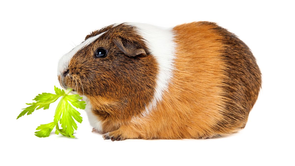 Can guinea pigs eat celery? PetsRadar