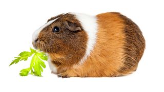 Guinea pig eating celery leaf