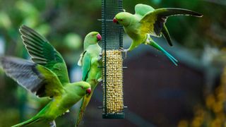 Three green Parakeets feeding from bird feeder — Best small pets