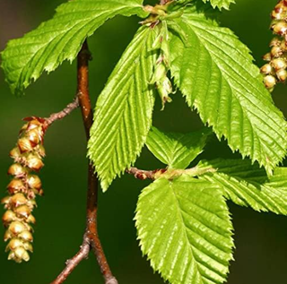 Carpinus betulus seeds