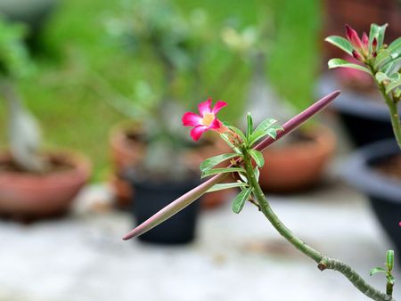 Desert Rose Seed Pods