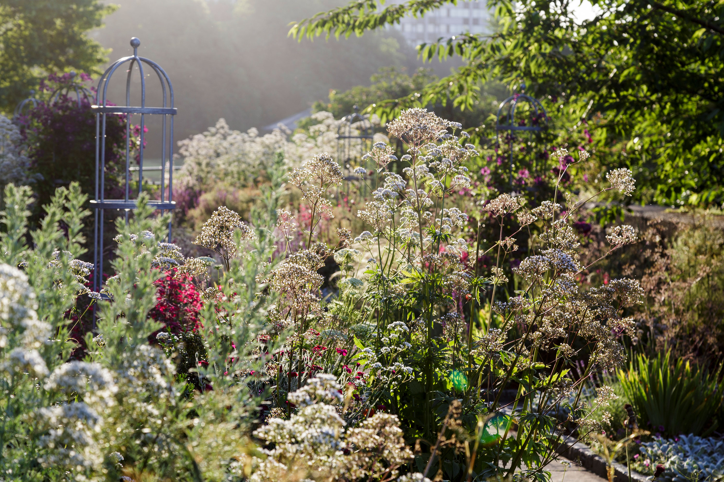 low maintenance garden ideas: meadow style planting