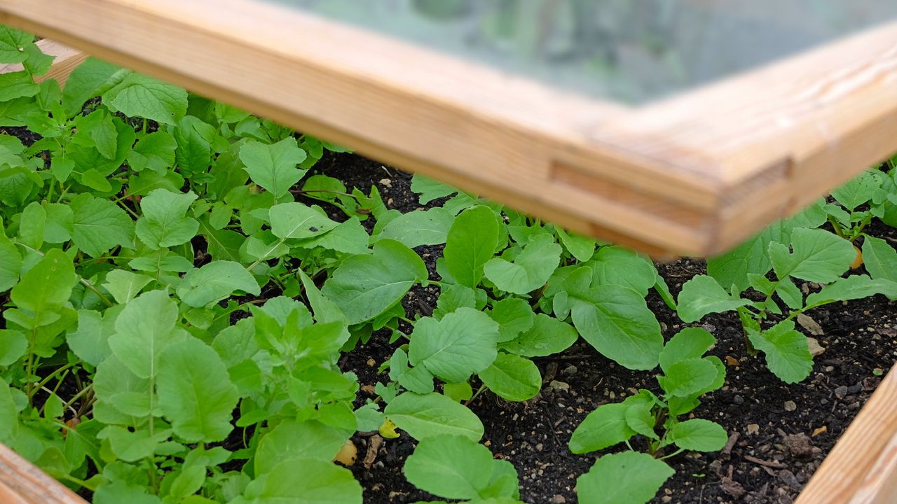 Peeking at vegetable plants growing in a cold frame through a slightly raised lid