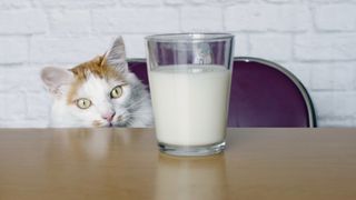 A cat looking curiously at a glass of milk
