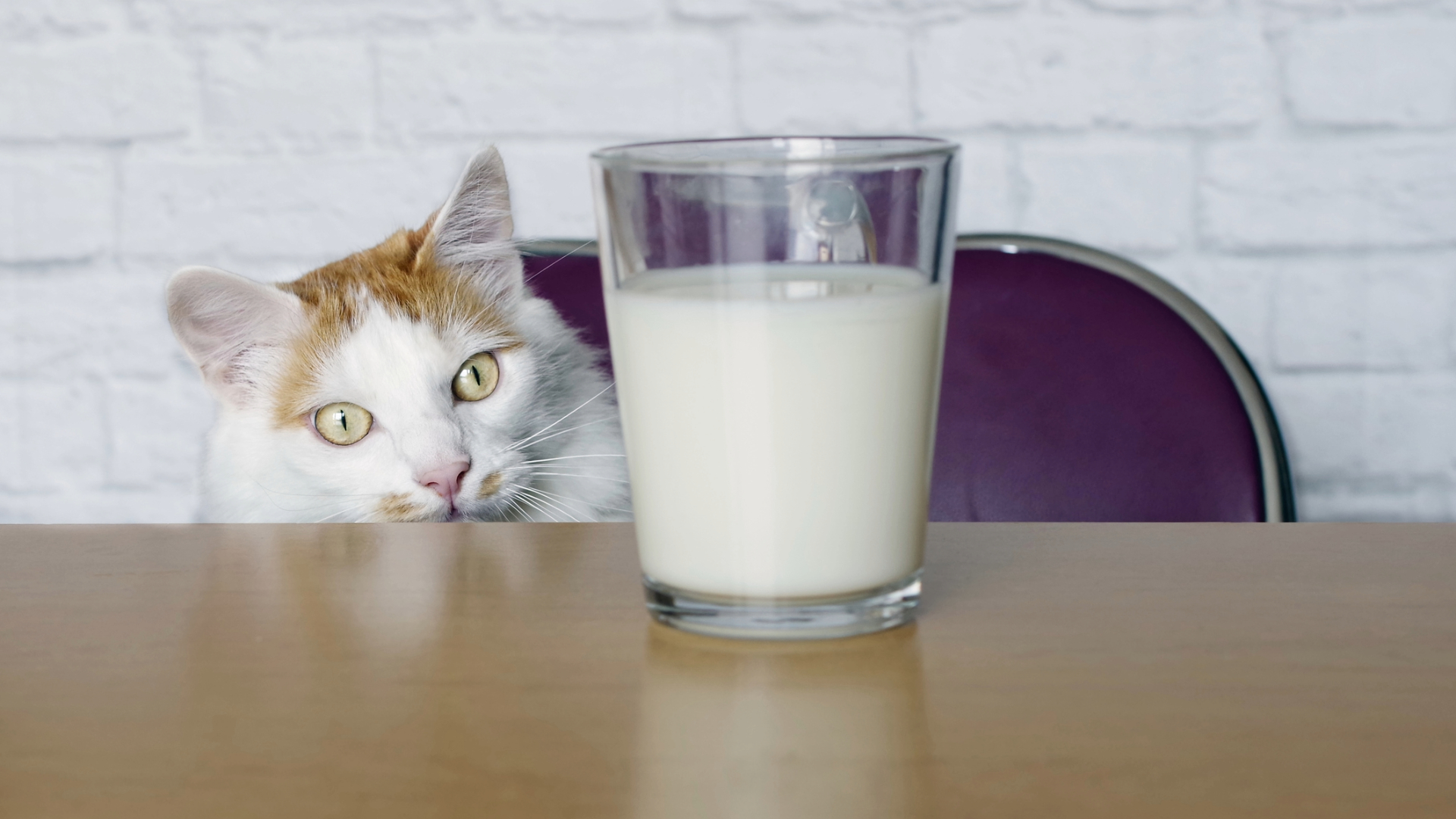 A cat looking curiously at a glass of milk