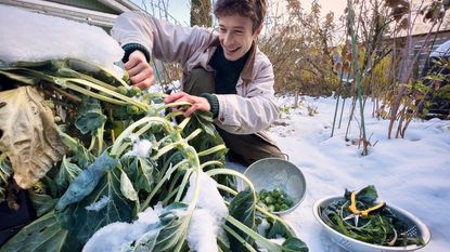 A smiling person picks Brussels sprouts in the snow