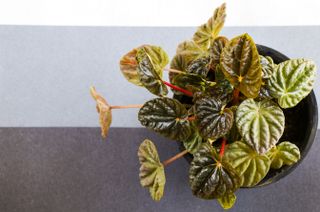 Close-up of potted plant on table