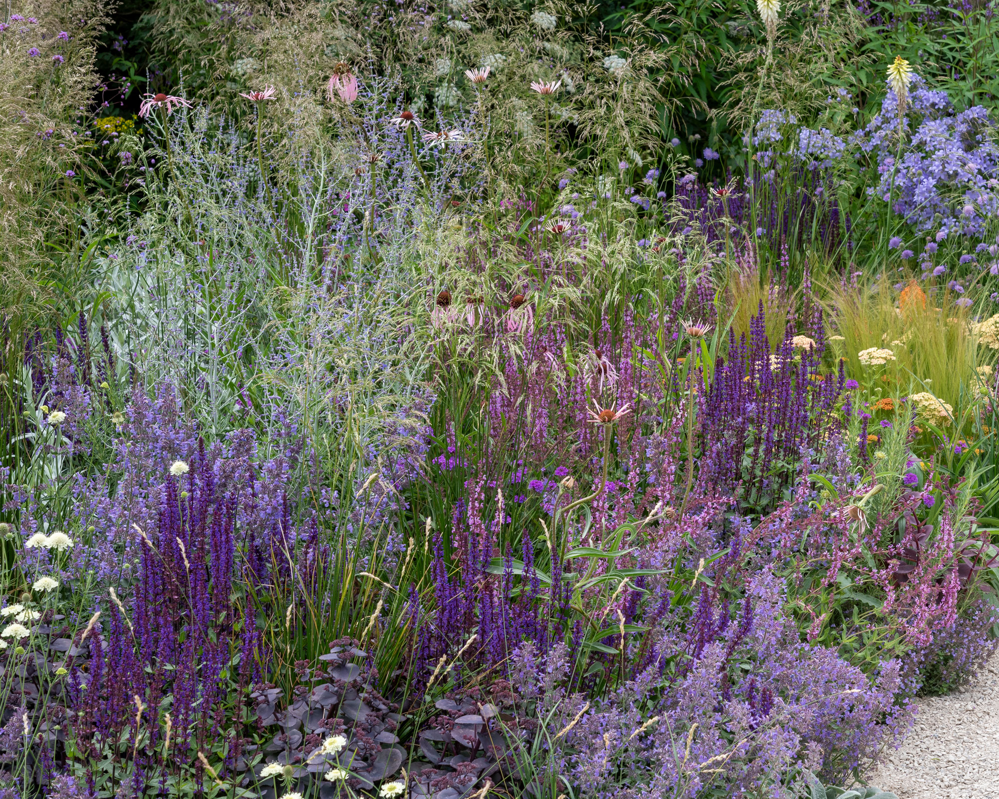 border design with purple and lilace plants including veronica and heuchera