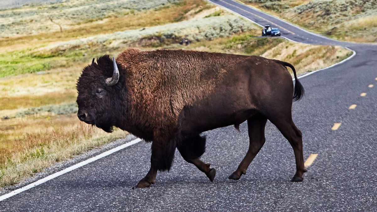 Bison on road at Yellowstone National Park