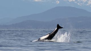 A transient orca shows off how they stun their prey by splashing against the surface.