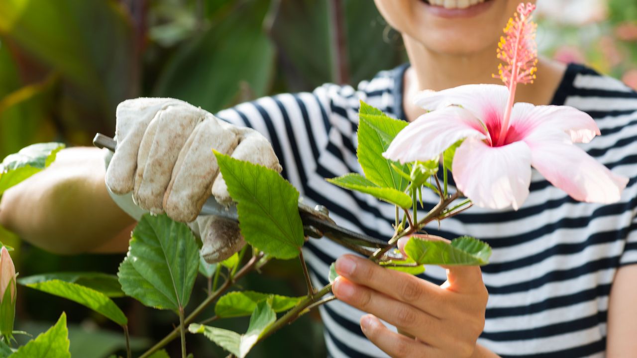 woman pruning a hibiscus shrub