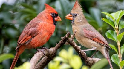 Male and female cardinal birds standing on branches
