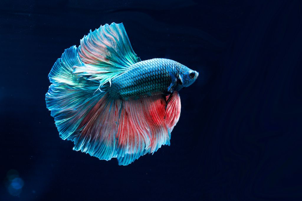 Betta Fish: The Beautiful, and Very 