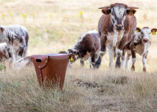 A cow in the background of a leather container by Bill Amberg