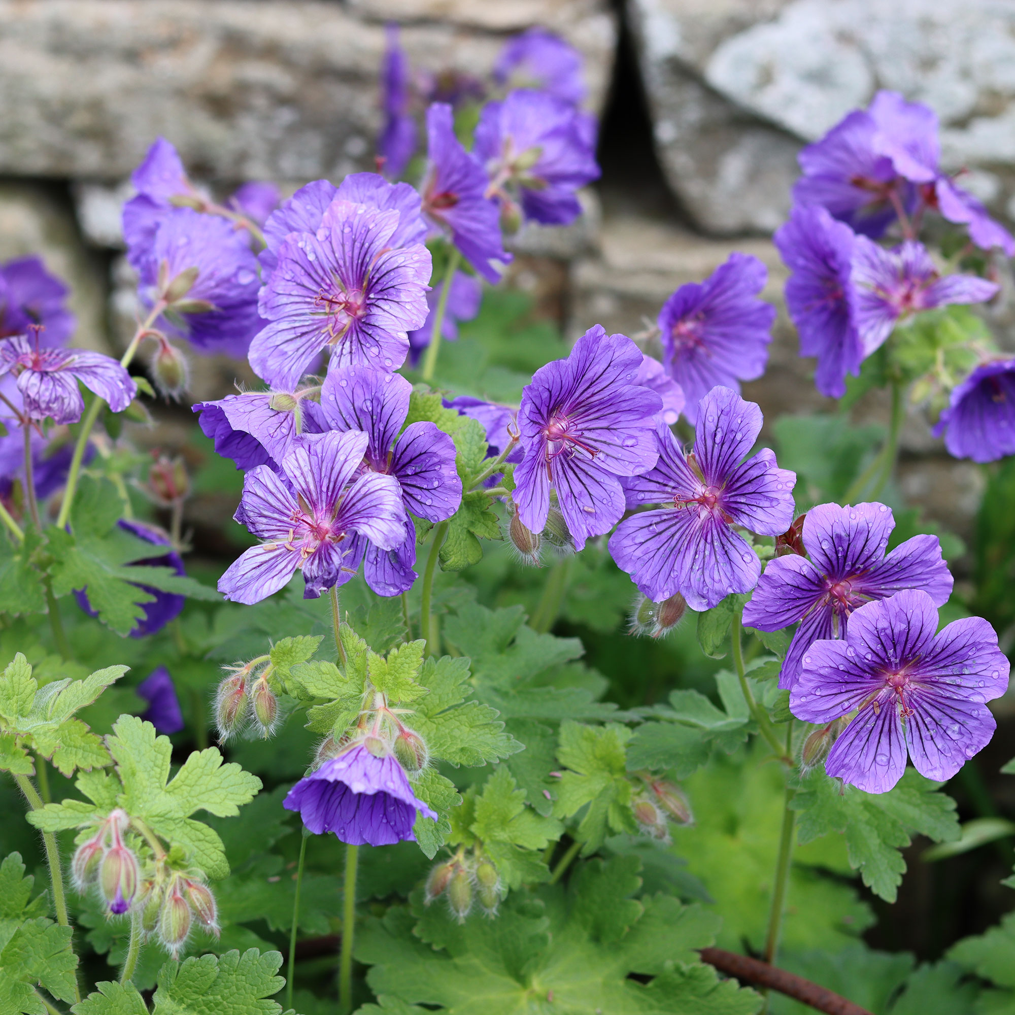 Purple Cranesbill geranium growing in front of stone wall