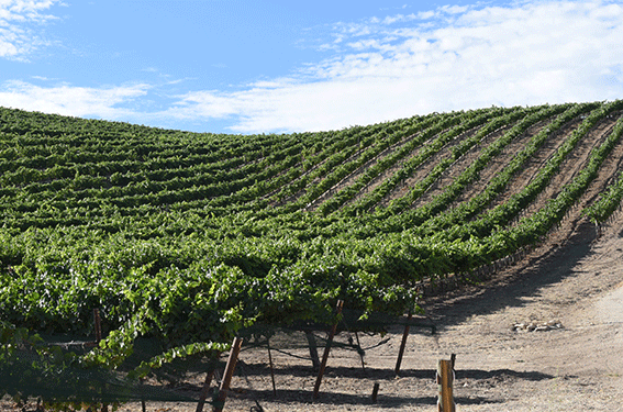 HMR-Vineyard&amp;ndash; Adelaida-District