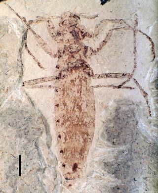 The "dinosaur flea" called <em>Pseudopulex jurassicus</em> would have lived about 165 million years ago, using its lengthy and serrated mouthparts to suck the blood of hosts, including dinosaurs.