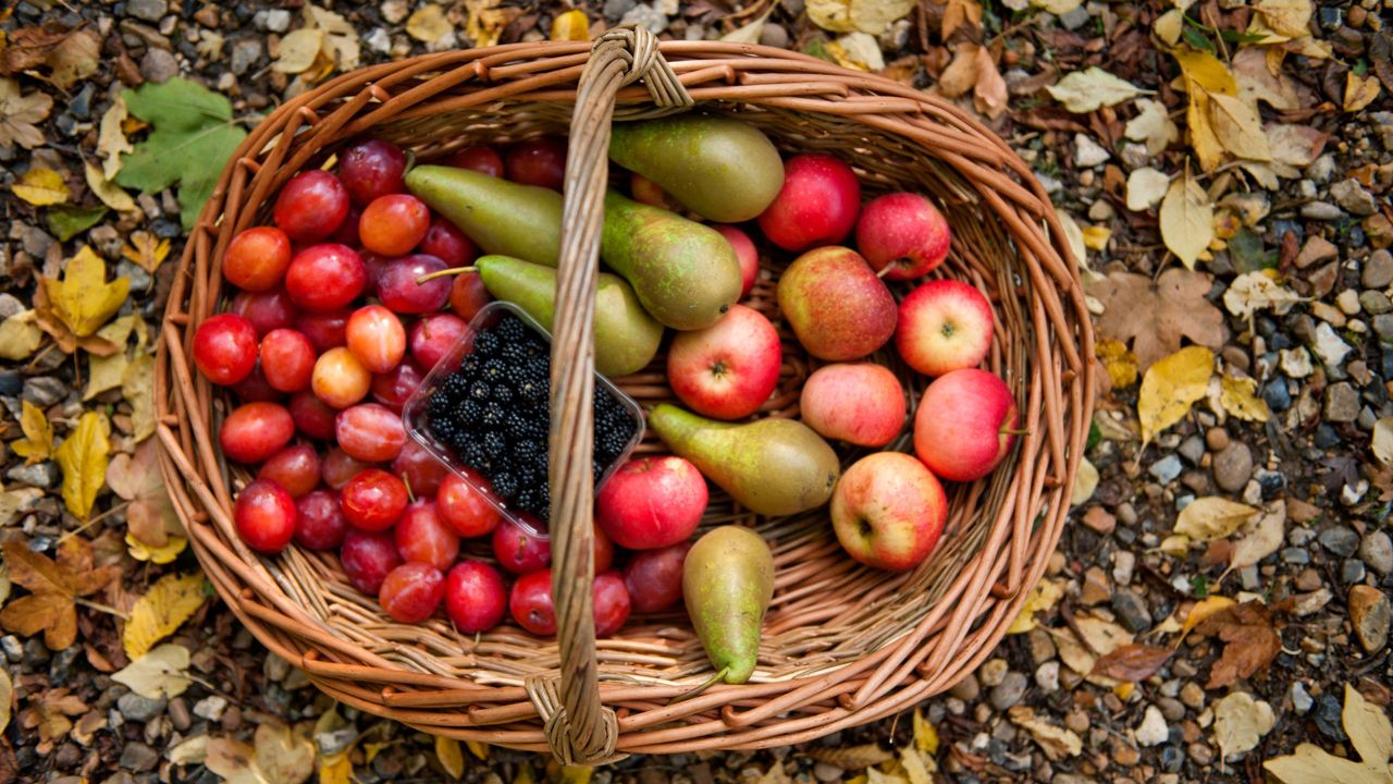 Basket of fruit harvests including apples, pears, plums and blackberries