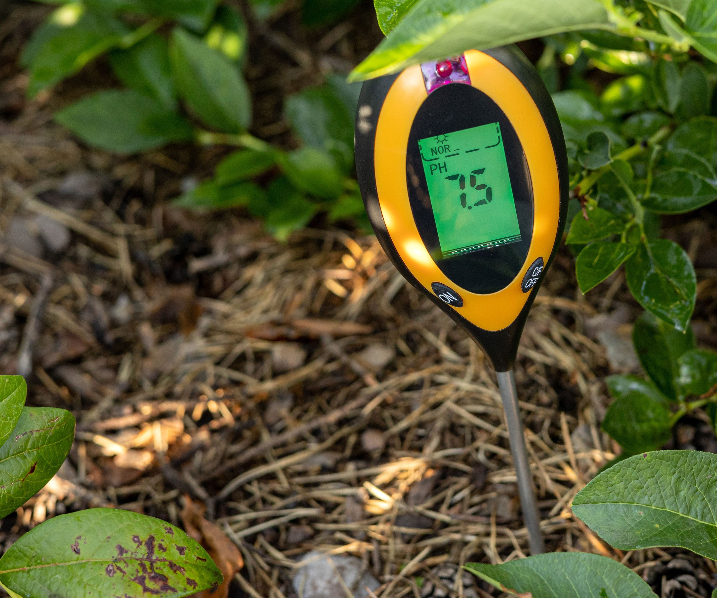 soil meter in ground around blueberry plant