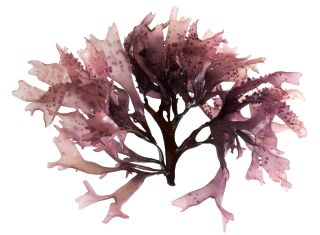 Dulse seaweed