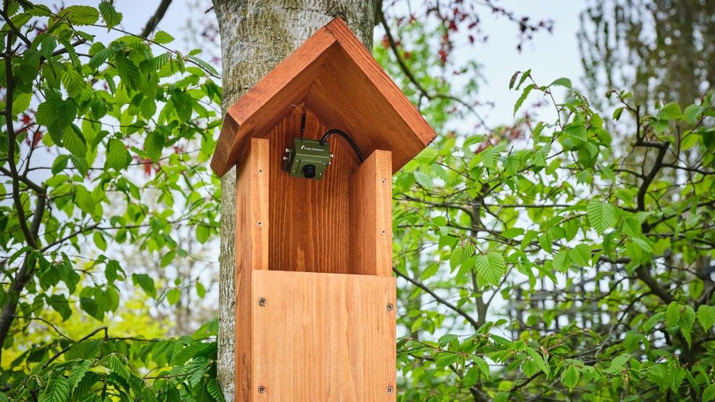 Bird box containing cameras