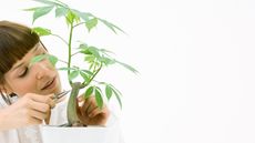 Woman pruning potted bonsai silk floss tree in white pot 