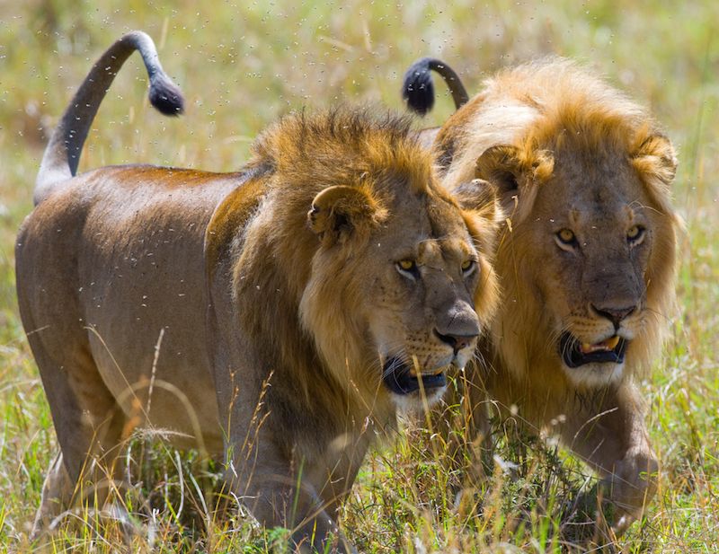 Two big male lions on the hunt. National Park. Kenya. 