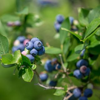 A blueberry bush