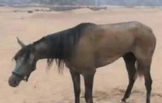 euthanasia of horses