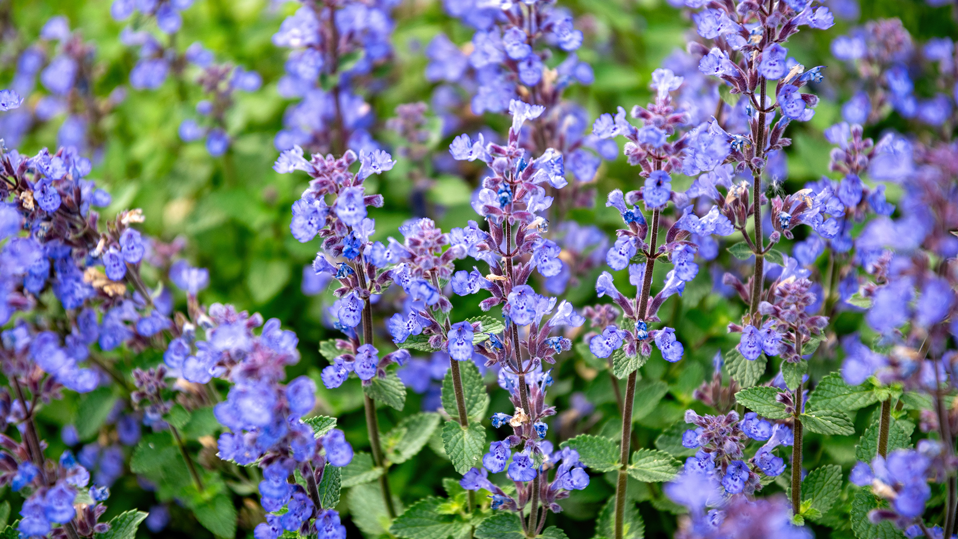 blue flowering Nepeta