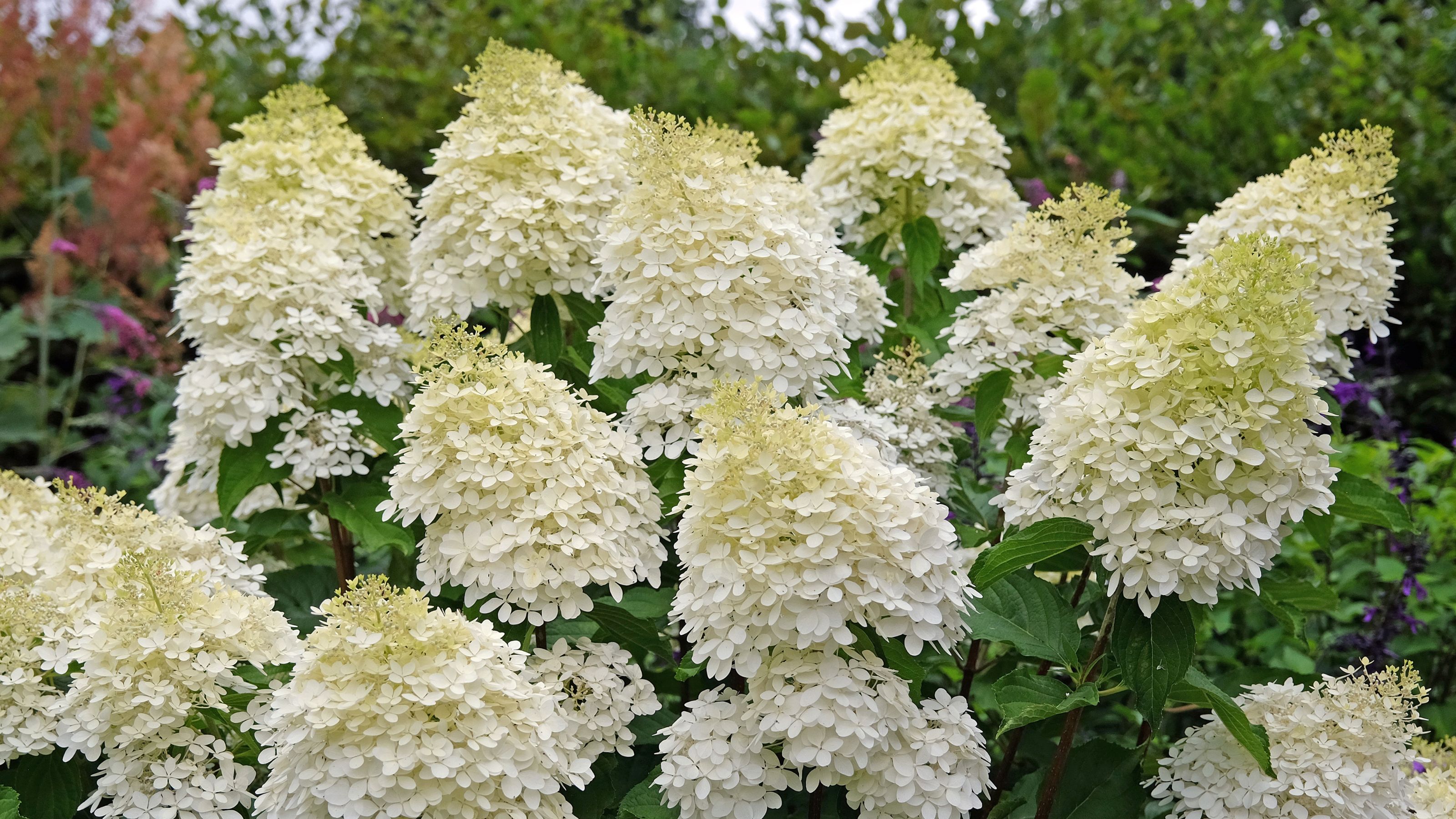 Panicled hydrangea 'Phantom'