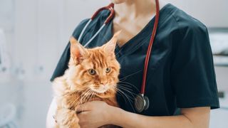 Maine Coon cat being held by vet