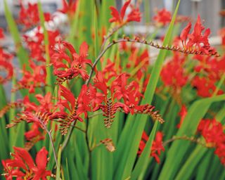 Red crocosmia flowers