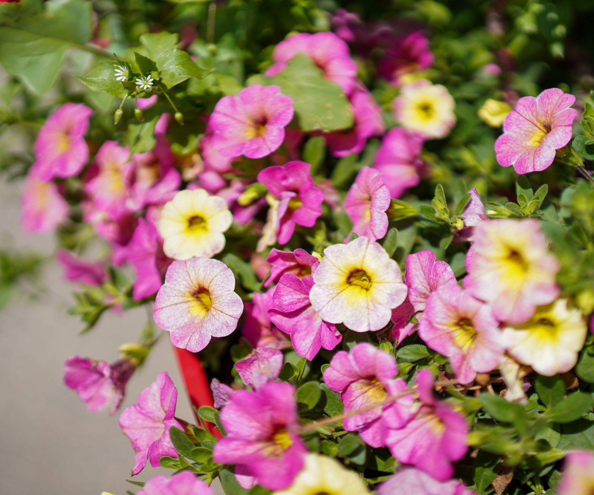Close up of pink calibrachoa flowers in a hanging basket