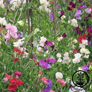 Sweet Pea Seeds - Knee High Mixture