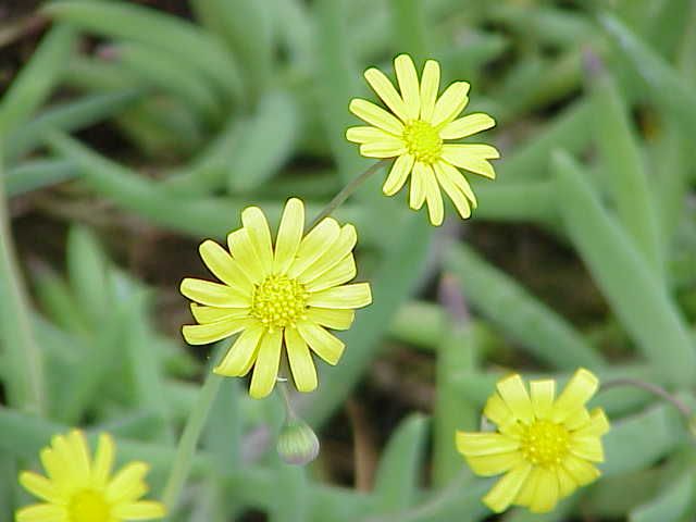 Yellow Othonna Little Pickle Ice Plants