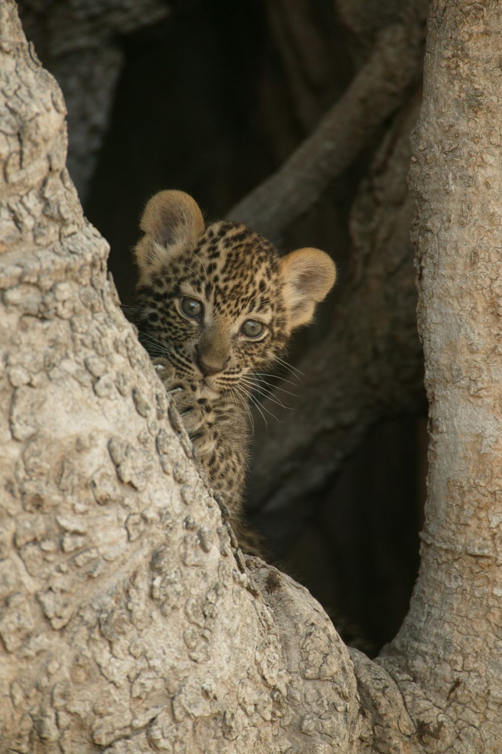 National Geographic&#039;s Unlikely Leopard