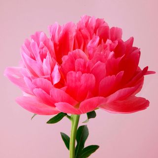 peony flower with green stem and pink wall