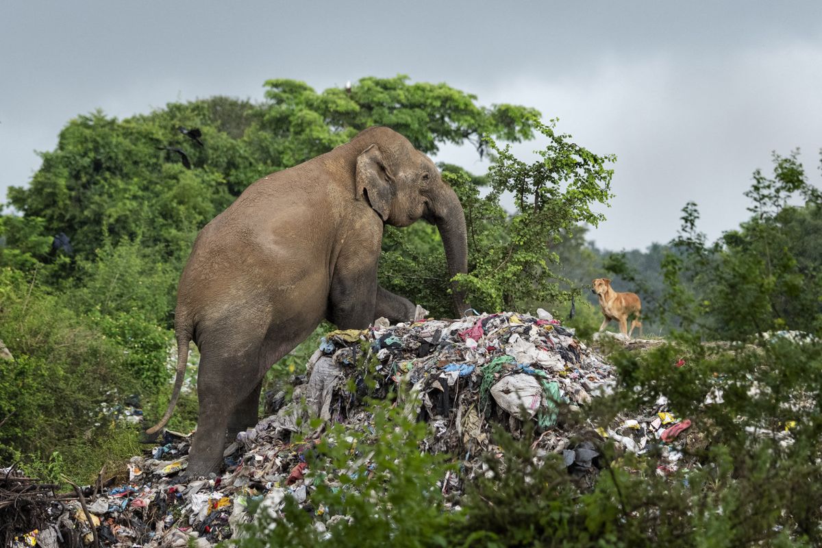 Elephant at landfill site.