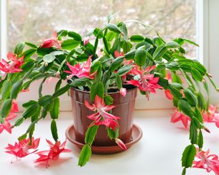 Christmas cactus