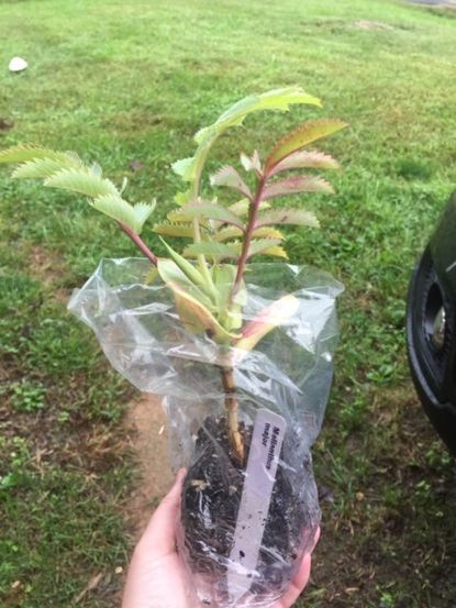 Tiny Potted Plant Covered With Plastic