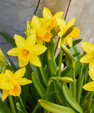 Yellow flowers of dwarf daffodils 'Tete a Tete'