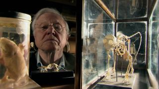 David Attenborough’s Natural Curiosities